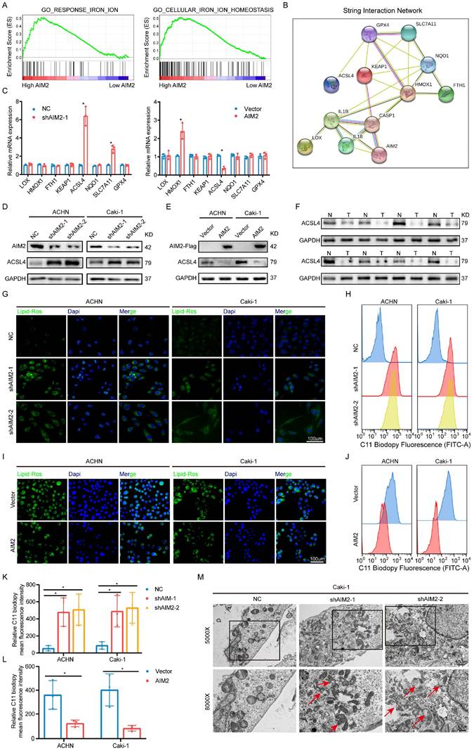 Int J Biol Sci Image