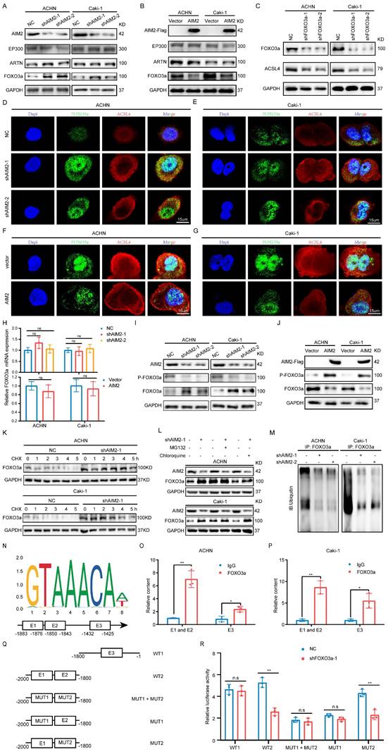 Int J Biol Sci Image