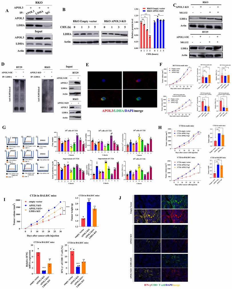 Int J Biol Sci Image