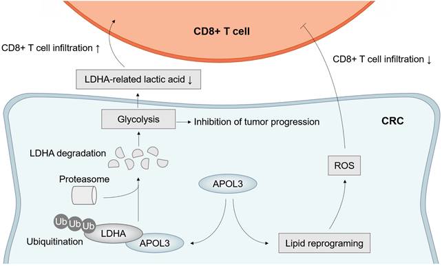 Int J Biol Sci Image