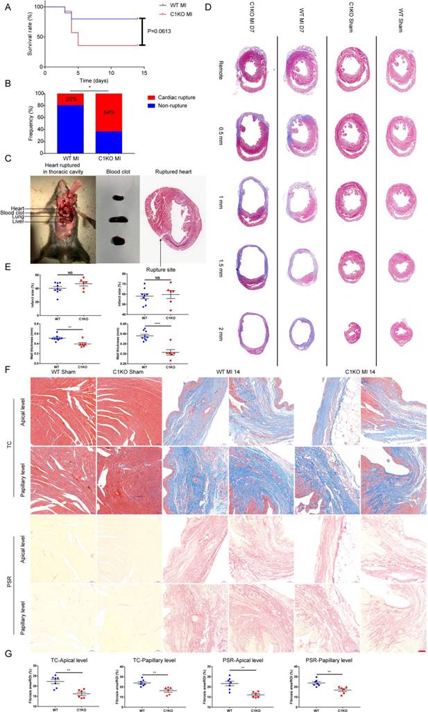 Int J Biol Sci Image