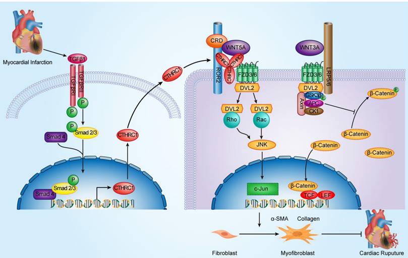 Int J Biol Sci Image