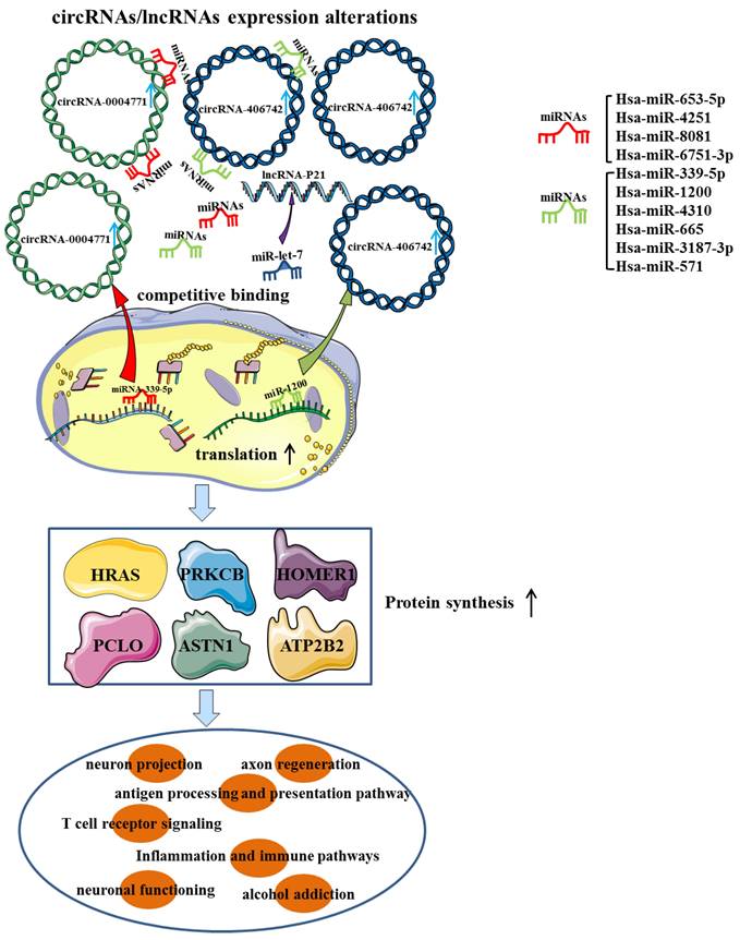 Int J Biol Sci Image