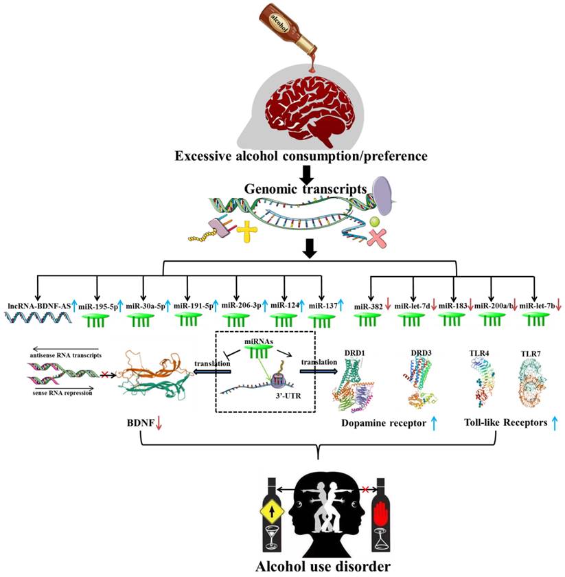 Int J Biol Sci Image