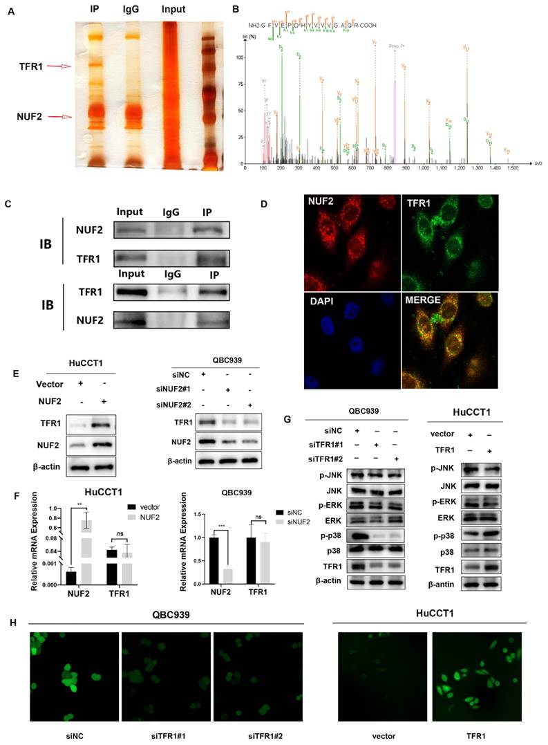 Int J Biol Sci Image