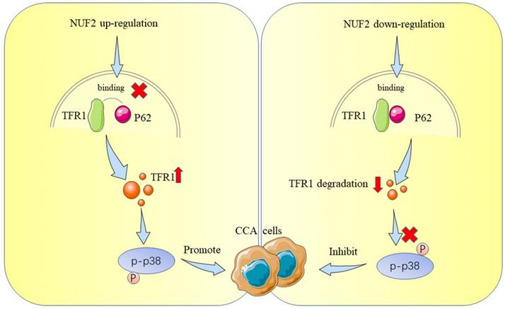 Int J Biol Sci Image