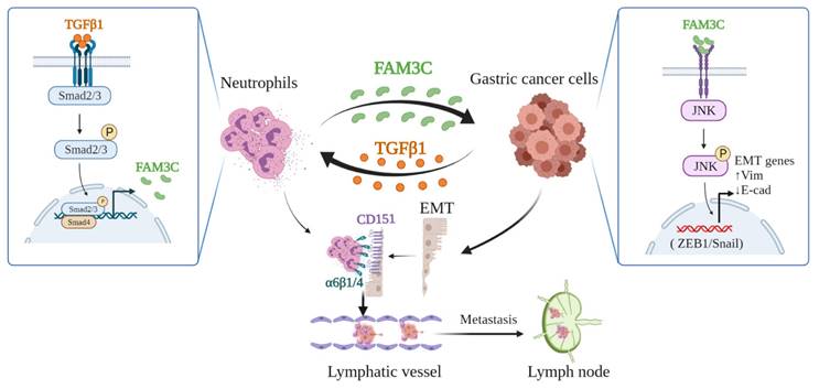 Int J Biol Sci Image