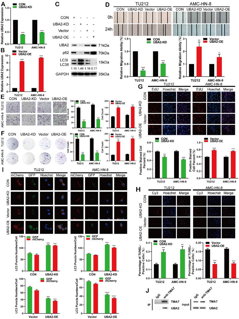 Int J Biol Sci Image