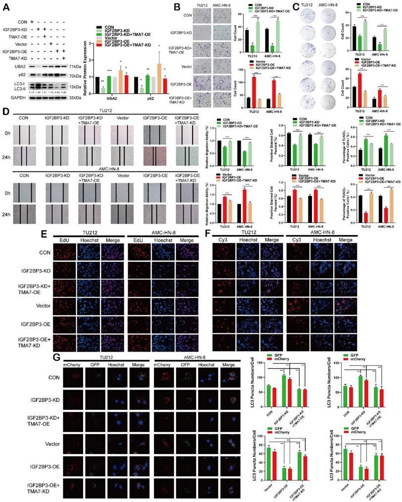 Int J Biol Sci Image