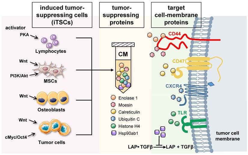 Int J Biol Sci Image