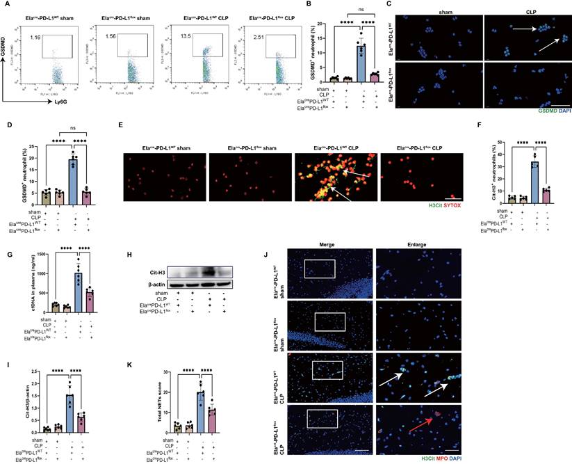 Int J Biol Sci Image