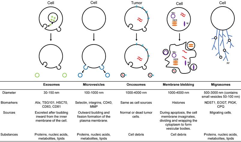Int J Biol Sci Image