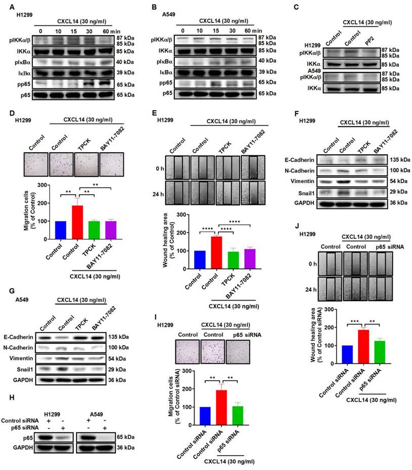 Int J Biol Sci Image