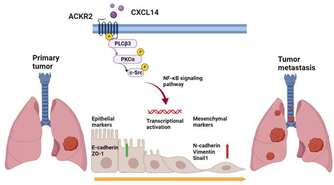 Int J Biol Sci Image