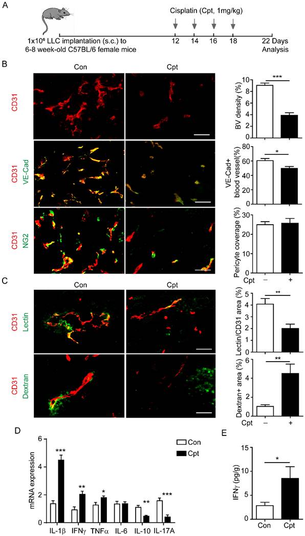 Int J Biol Sci Image