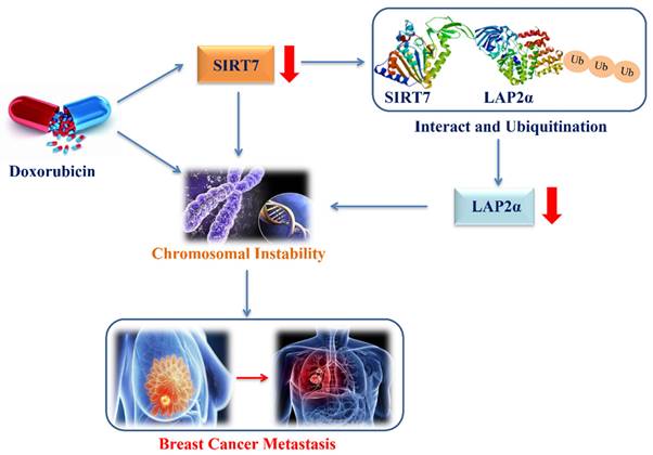 Int J Biol Sci Image