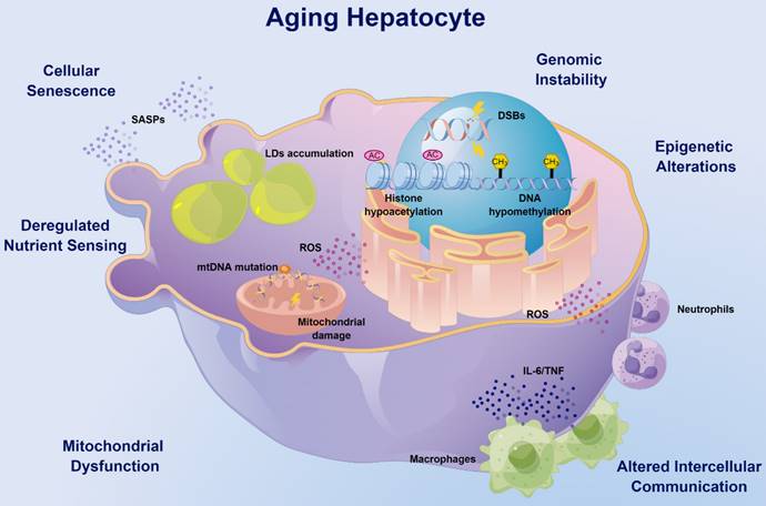 Int J Biol Sci Image