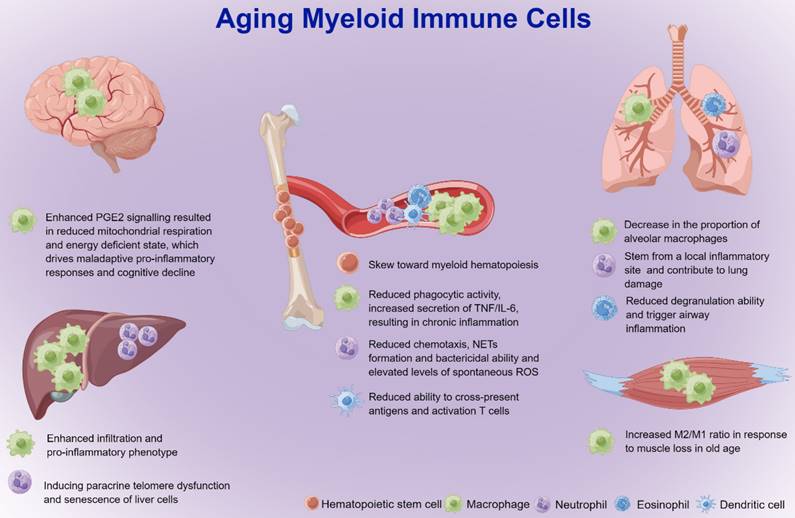 Int J Biol Sci Image