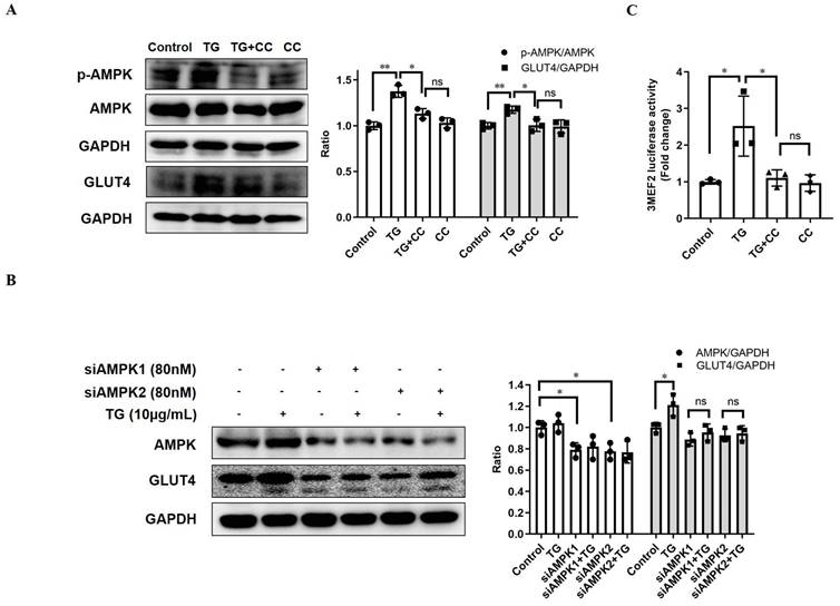 Int J Biol Sci Image