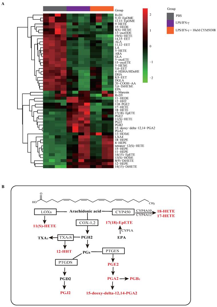 Int J Biol Sci Image