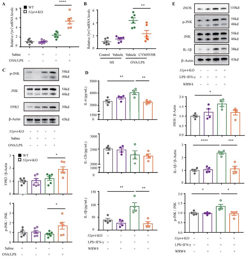 Int J Biol Sci Image