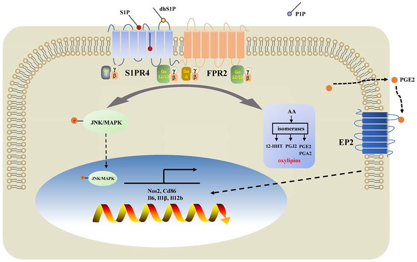 Int J Biol Sci Image