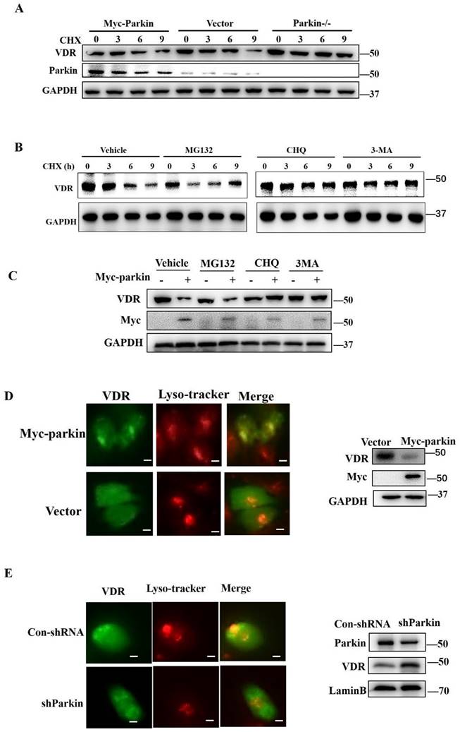 Int J Biol Sci Image