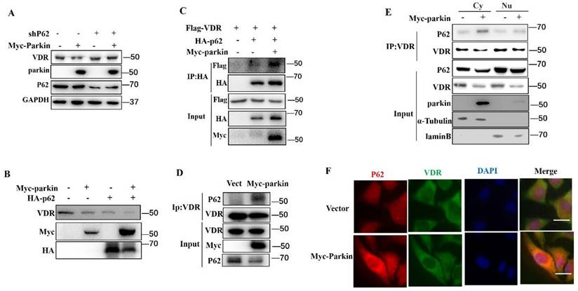 Int J Biol Sci Image