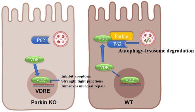 Int J Biol Sci Image