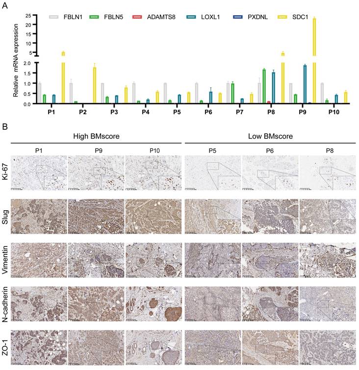 Int J Biol Sci Image