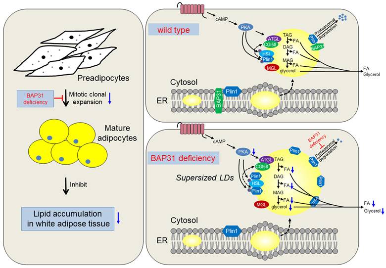 Int J Biol Sci Image