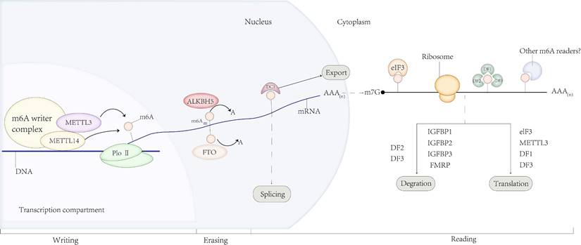 Int J Biol Sci Image