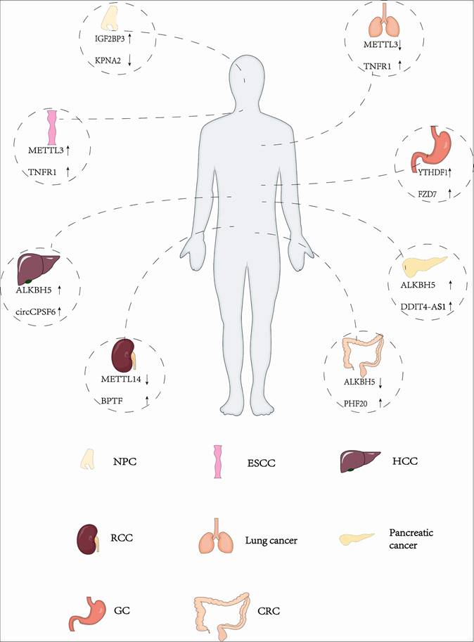 Int J Biol Sci Image