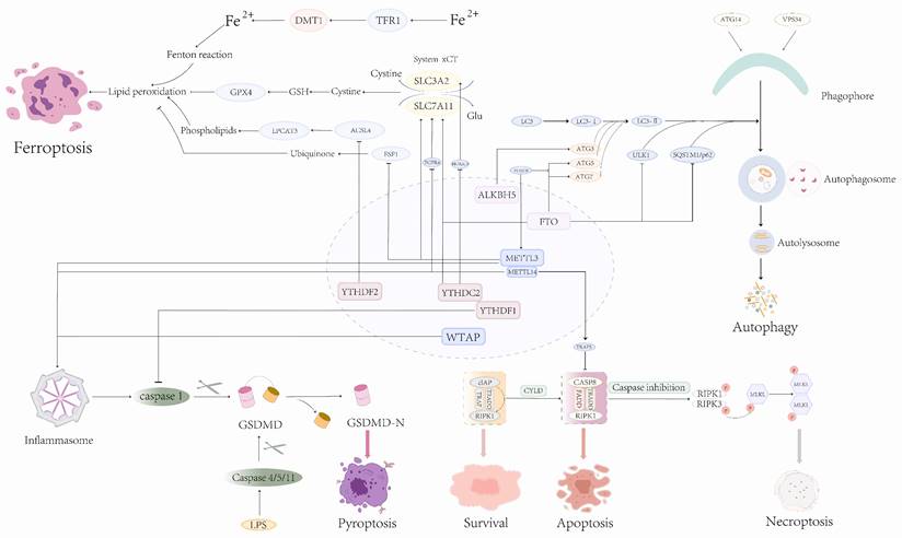 Int J Biol Sci Image