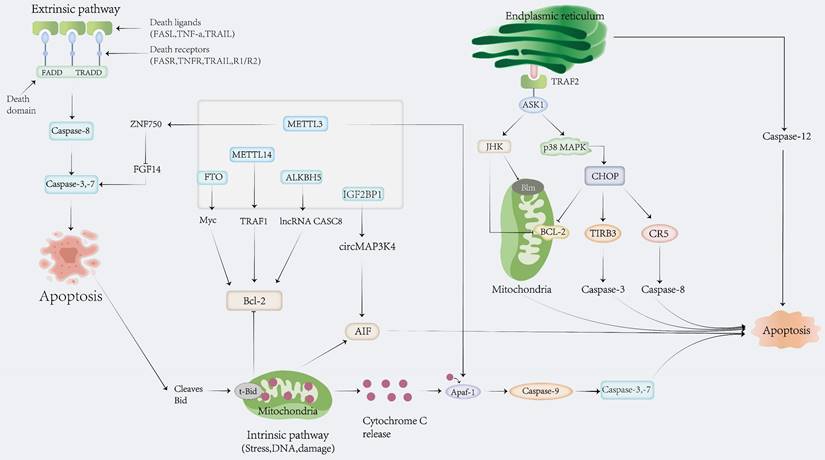 Int J Biol Sci Image