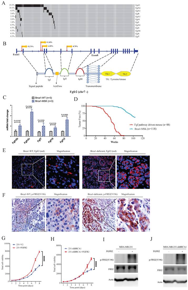 Int J Biol Sci Image