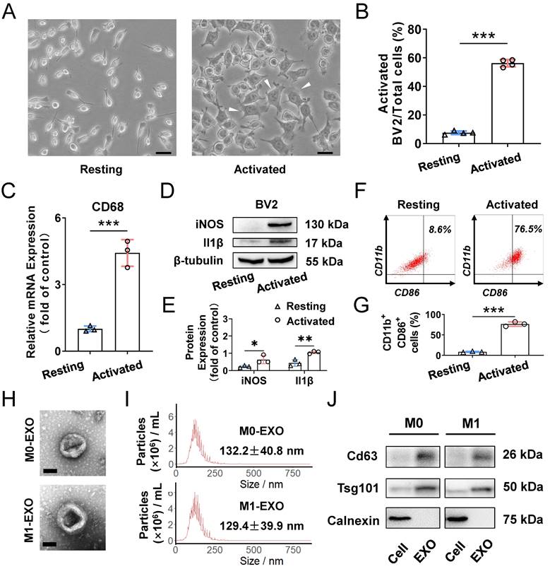 Int J Biol Sci Image