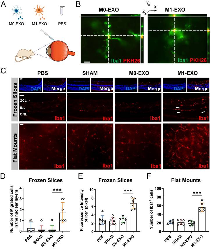 Int J Biol Sci Image