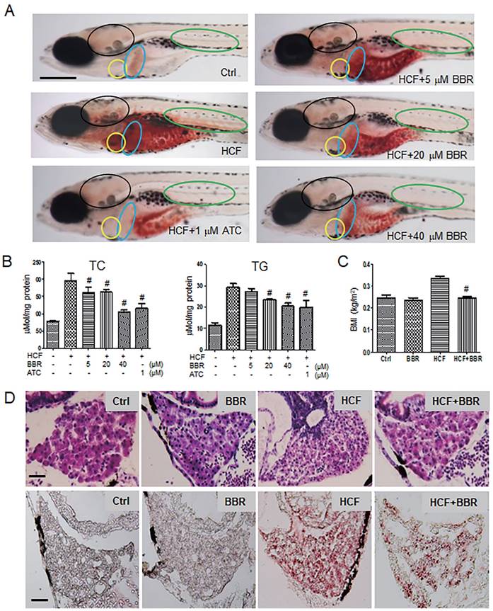 Int J Biol Sci Image