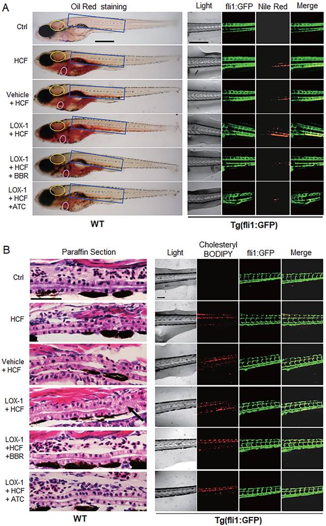 Int J Biol Sci Image