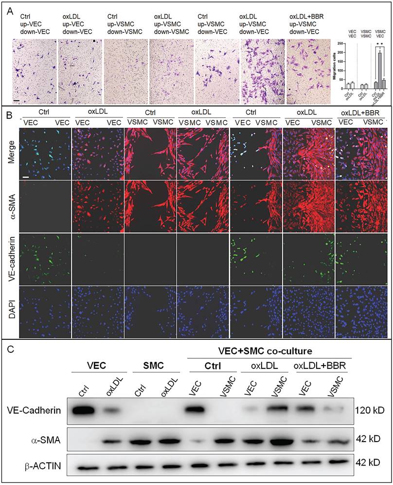 Int J Biol Sci Image