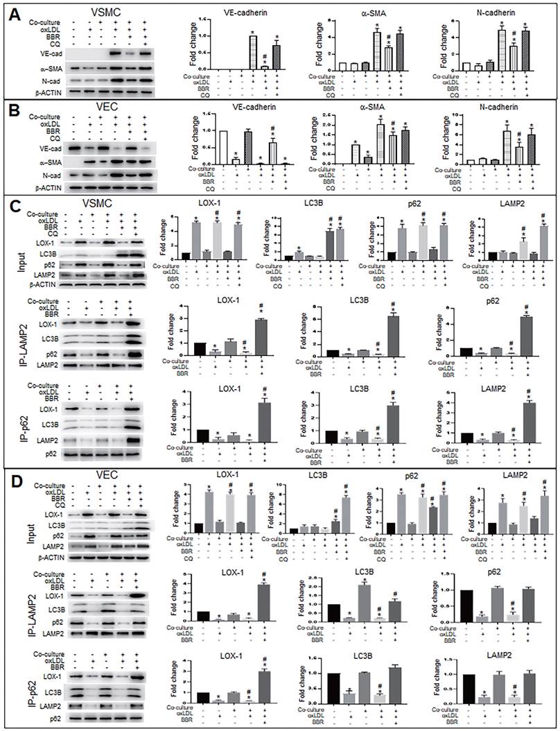 Int J Biol Sci Image