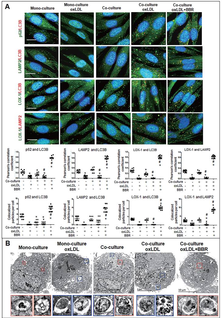 Int J Biol Sci Image