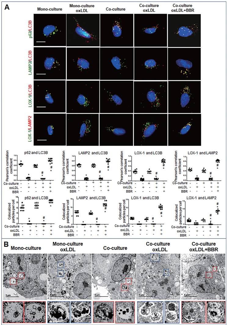 Int J Biol Sci Image