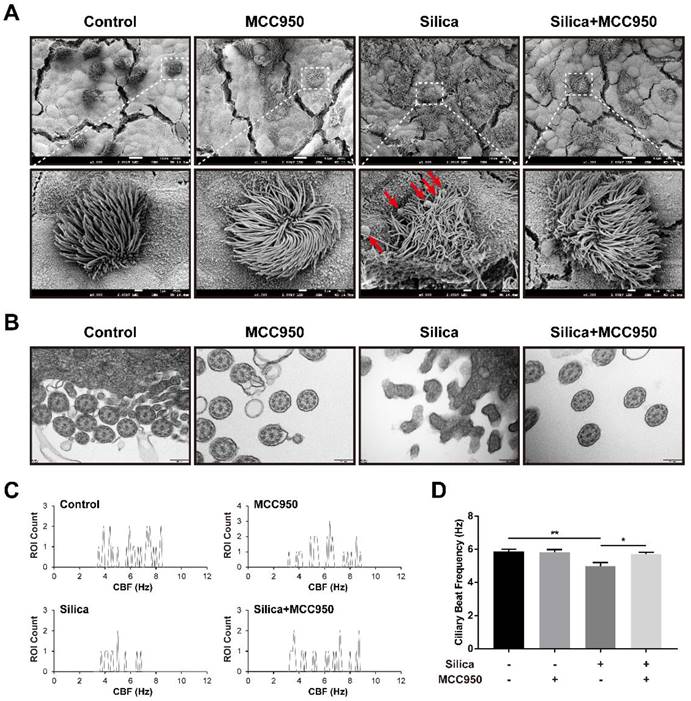 Int J Biol Sci Image