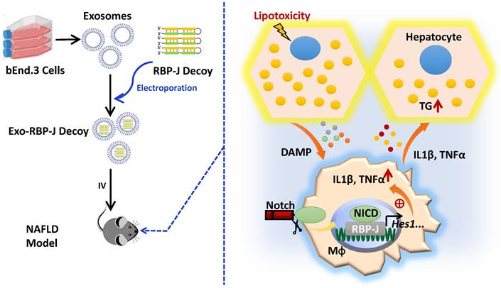 Int J Biol Sci Image