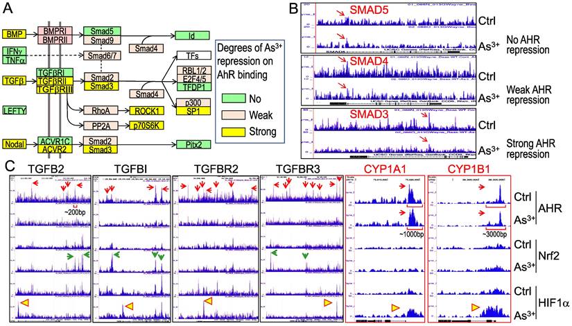 Int J Biol Sci Image