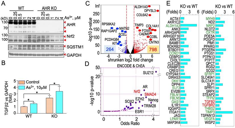 Int J Biol Sci Image