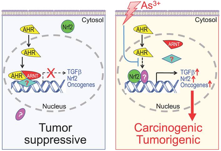 Int J Biol Sci Image