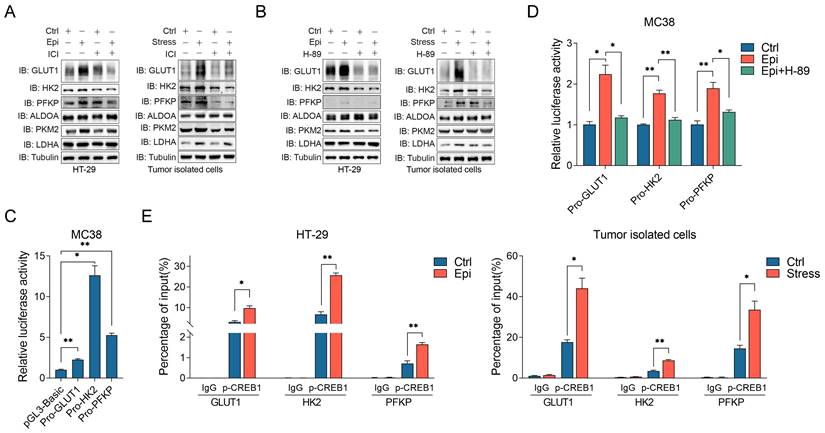 Int J Biol Sci Image